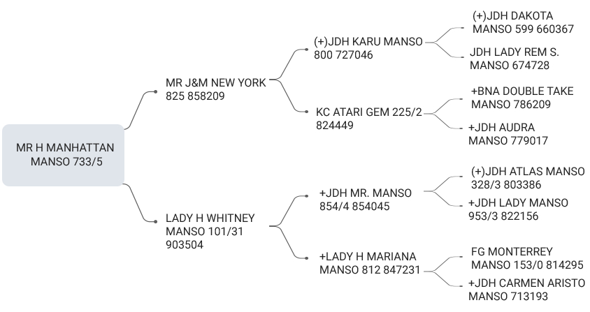 MR H MANHATTAN MANSO 733/5