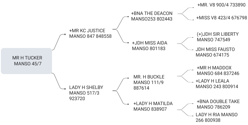 MR H TUCKER MANSO 45/7